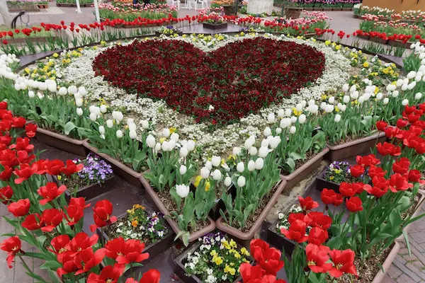 Heart flowers